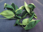 Vintage Millinery flower leaves